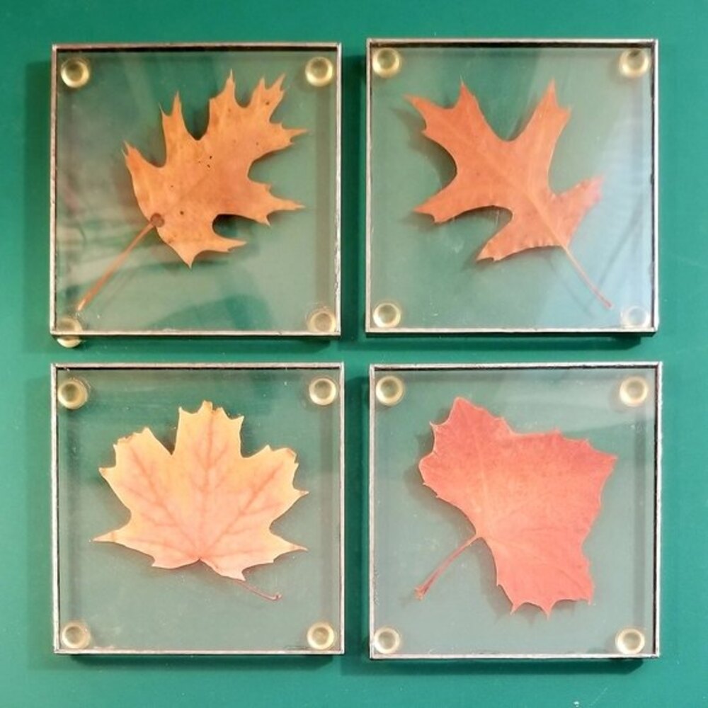 Vintage Set of 4 Coasters Leaves Preserved in Lucite Fall Autumn 4"X4"